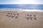 Desde los CABOS Safari en el Outback y en Camello
