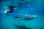 Desde los CABOS Encuentro con el Tiburón Ballena