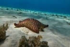 El Cielo Palancar y Colombia Snorkel en Lancha