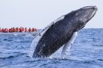 Desde Los CABOS Safari Fotográfico de Avistamiento de Ballenas