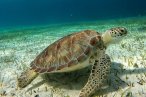 Cozumel Snorkel con Tortugas y El Cielo