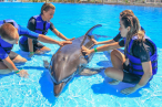 Desde los CABOS Cabo Dolphins