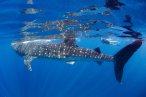 Desde los CABOS Encuentro con el Tiburón Ballena