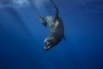 Desde los CABOS Safari Oceánico y Encuentro con Orcas
