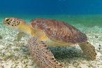 El Cielo Palancar y Colombia Snorkel en Lancha