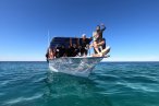 Desde los CABOS Encuentro con el Tiburón Ballena