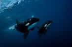 Desde los CABOS Safari Oceánico y Encuentro con Orcas