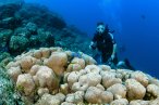 Desde los CABOS Buceo Scuba en Cabo