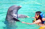 Delfines en Chankanaab Cozumel
