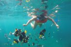 Desde los CABOS Expedición de Snorkel en Cabo Pulmo
