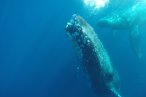 Desde Los CABOS Safari Fotográfico de Avistamiento de Ballenas