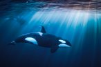 Desde los CABOS Safari Oceánico y Encuentro con Orcas