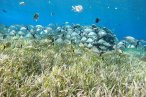 El Cielo Palancar y Colombia Snorkel en Lancha