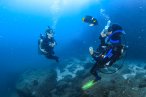 Desde los CABOS Buceo Scuba en Cabo