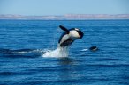 Desde los CABOS Safari Oceánico y Encuentro con Orcas