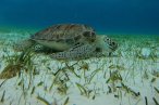 Cozumel Snorkel con Tortugas y El Cielo