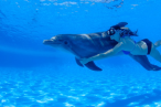 Desde los CABOS Cabo Dolphins