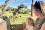 ☆ Disney: Animal Kingdom